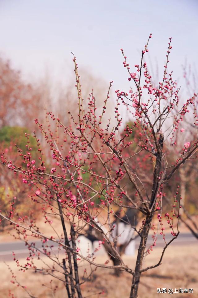 快看！奉城惊现罕见景致→