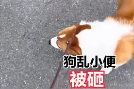 狗尿轮胎惹怒车主后续：女子发长文被网友骂哭，事件完整视频曝光图片