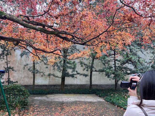 杭州红叶季：桂花之后百花杀，旖旎红叶胜百花。