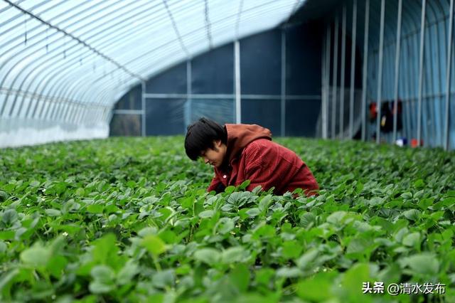 【醉美金秋 “乡”约清水】“双节”出玩指南 | 清水生态康养休闲之旅攻略来啦！
