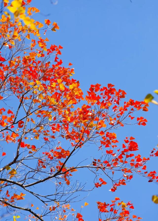 【多图预警！】这里不是5A景区，是鲁南制药！