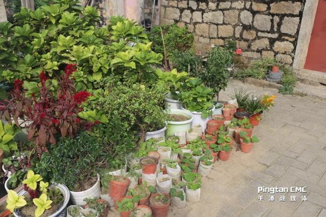 平潭百厝行丨深坞村41号，开在花河边的浪漫石厝