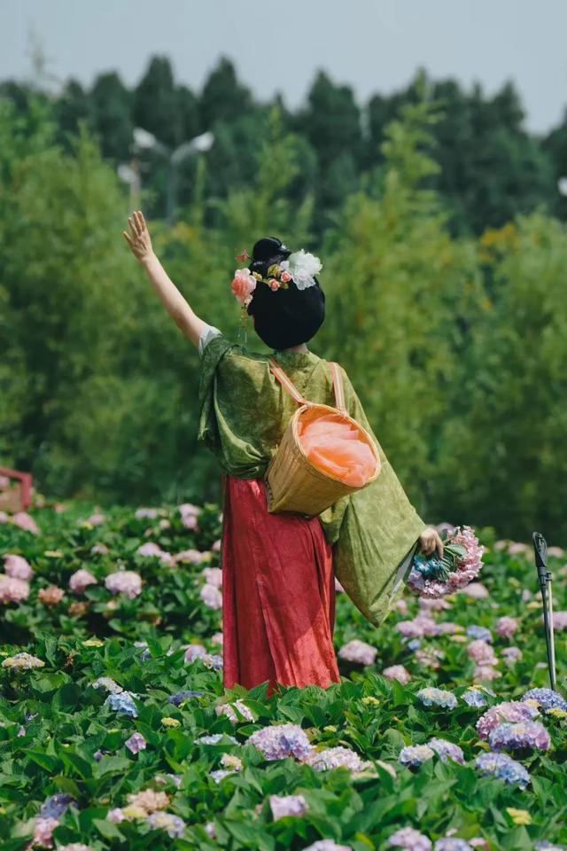 斗南湿地梦幻绣球花海盛放！