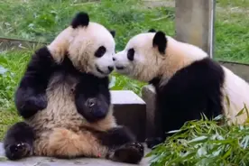 大熊猫之间有情感交流吗？哥哥受伤了，妹妹成为了暖心的小天使！图片