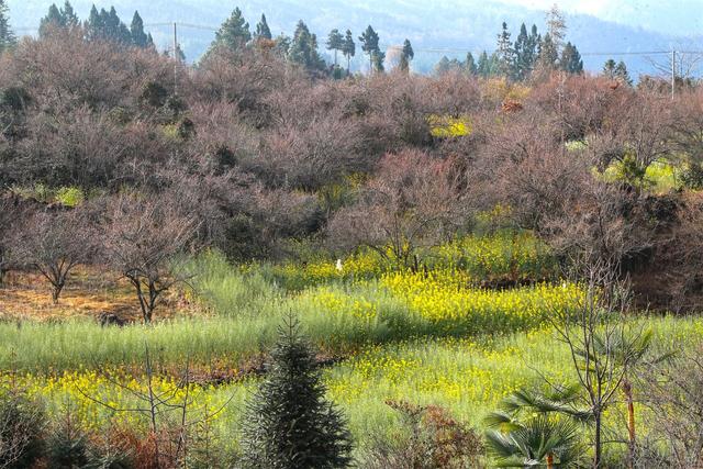 腾冲：谁说梅花谢了没看头？中营梅花村的“花期”才刚开始