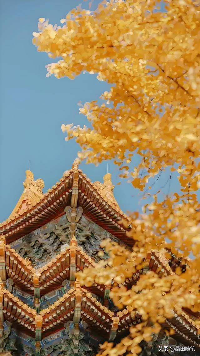 故宫的秋天，美到我失语
