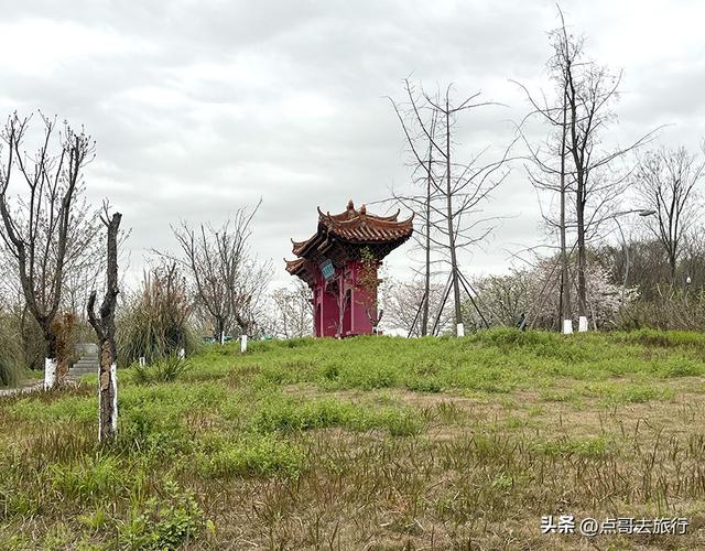 成都城区最大规模白樱花开了，满树繁华，超级壮观，还免费！