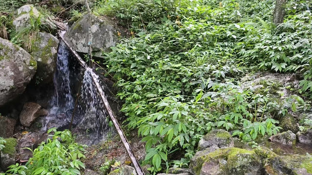 舜帝三临的"南方植物王国"：藏着长征记忆与千年茶香的"大山里"