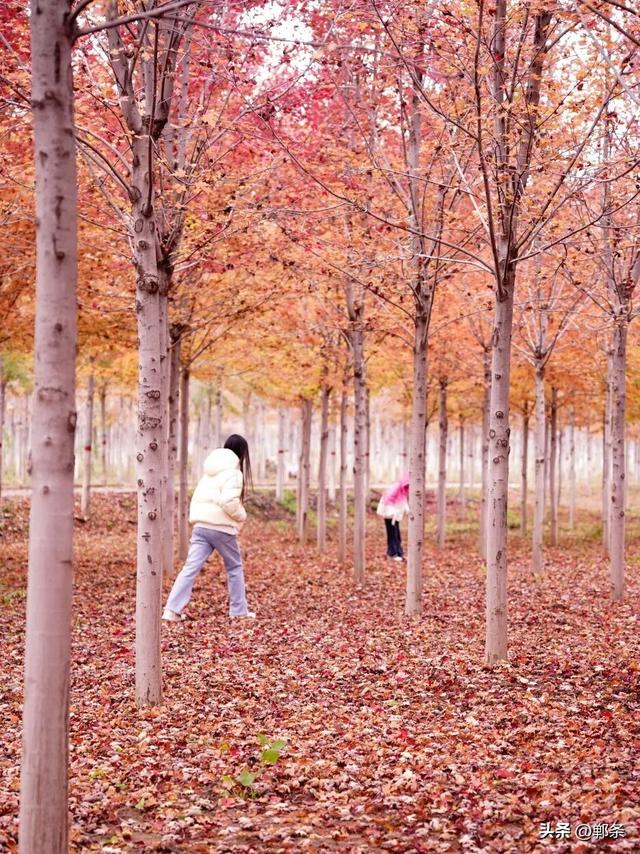 一起感受峰峰的枫