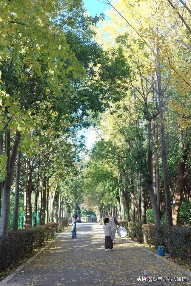 藏不住了!望城这片小众银杏秘境已到最佳观赏期,还能露营、骑行、摘果子