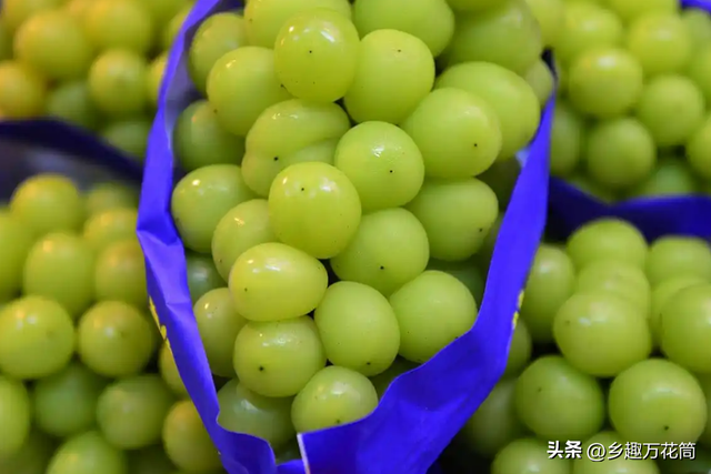 为啥吃阳光玫瑰的人越来越少？四个原因劝退顾客，了解后也不愿买