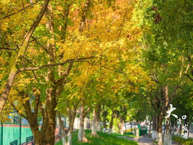 大渡口这里开启“美颜模式”,打卡要趁早~