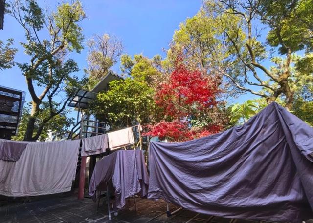 50岁龚琳娜独居深山，房子后面是一片坟地，离婚后养猫为伴不害怕