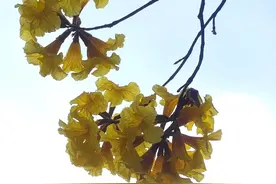 命中带，金的4大星座女，生活越来越幸福，财，富越来越多图片