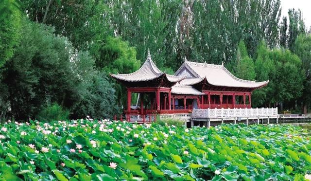 一池荷花 绽放酒泉夏日浪漫