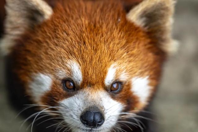 《疯狂动物城》苏州分“城”来啦！