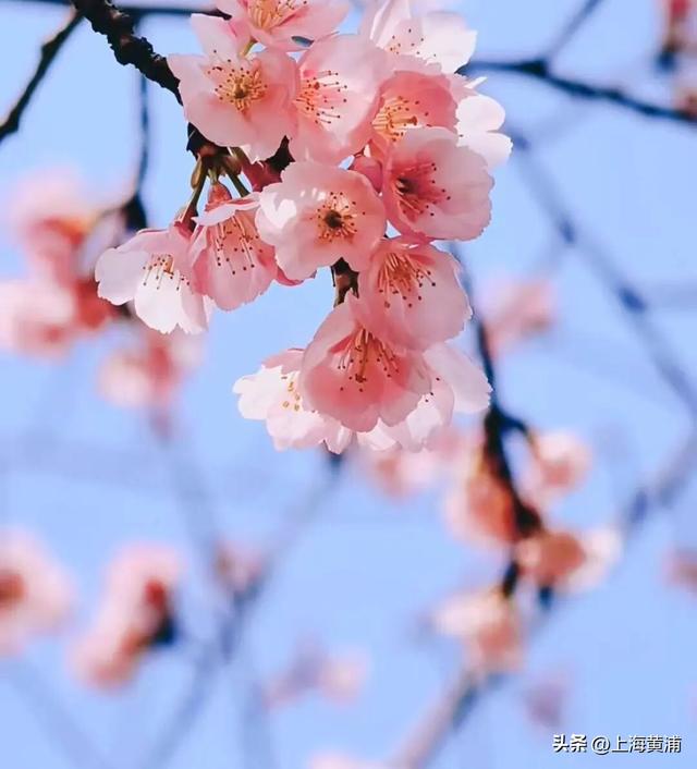 春日限定！这个周末的黄浦，竟然已经美成了这样！