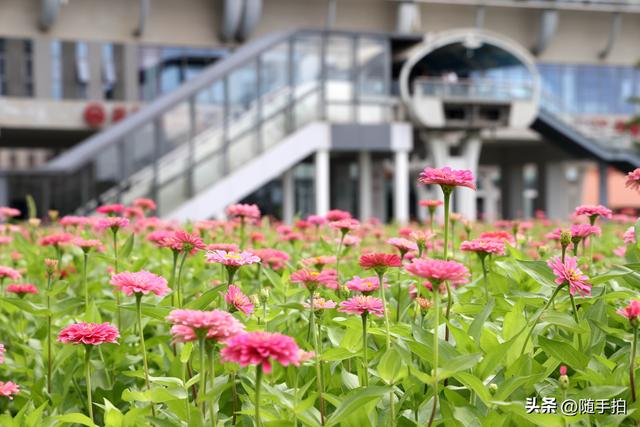 江苏苏州昆山花桥地铁站遇见粉色花海，百日菊盛放宛如画卷