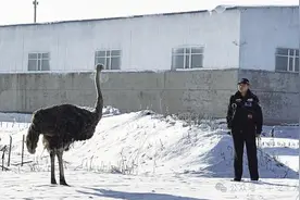 鸵鸟马路狂奔 民警成功捕获图片