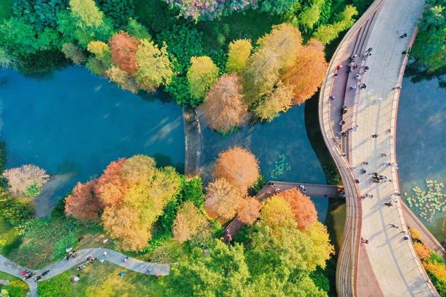 云溪落羽杉,羊城冬日别样红