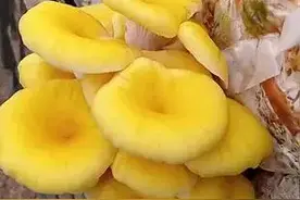 认识下可以吃的菌类，别在乱吃了图片