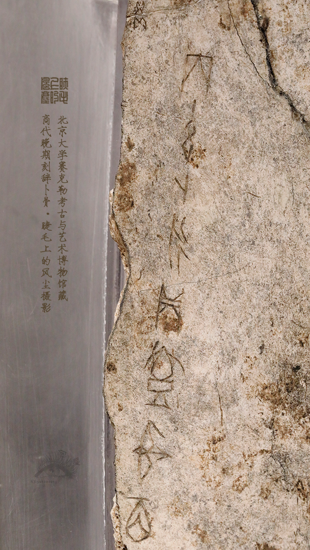 北京大学馆藏探秘：商代晚期刻辞卜骨	，解锁千年占卜密码