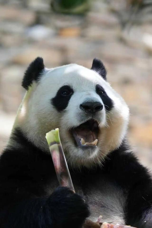 国庆自驾川西｜探秘卧龙熊猫“老家”，超全交通攻略请收好！