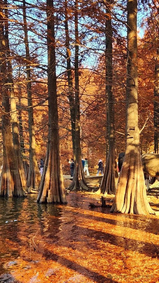 冲上“绍兴TOP1”!绍兴这处美景藏不住了!都有人在赶过来了