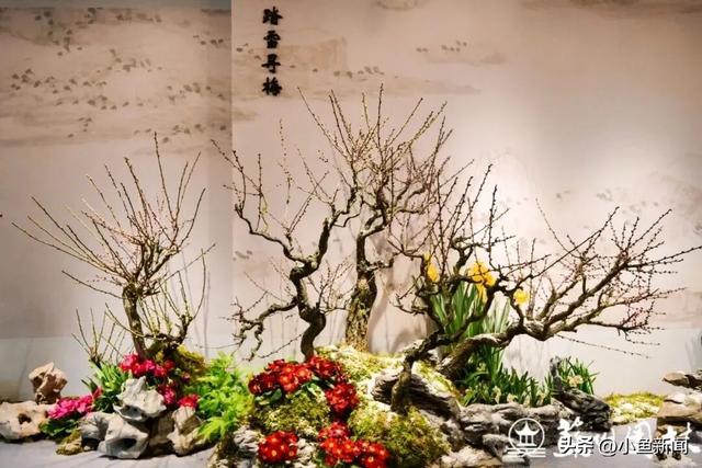 官宣！苏州梅花市集