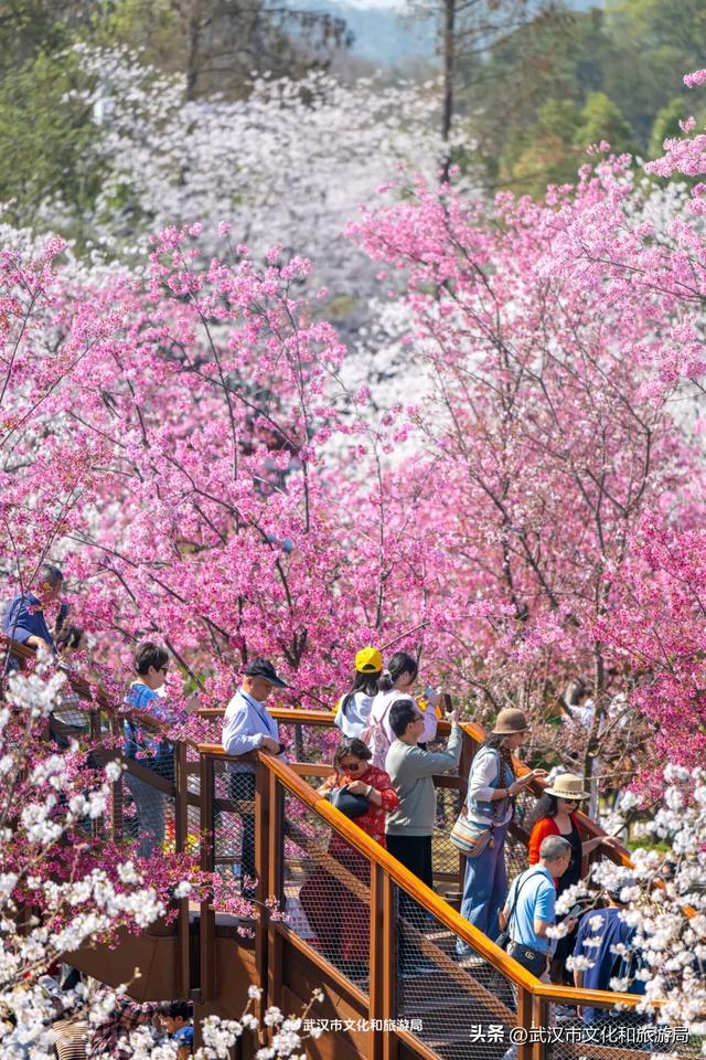 今天开园,东湖樱花园最新实拍!