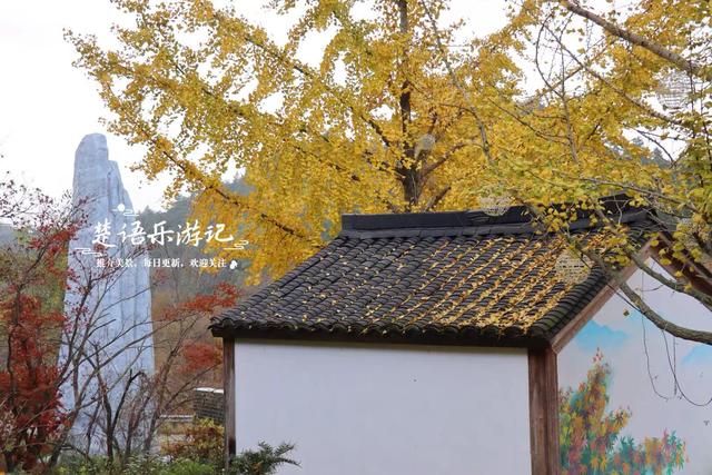 宁波四明山发现一个幽静山村，村口就是红枫银杏胜境，村内更好玩