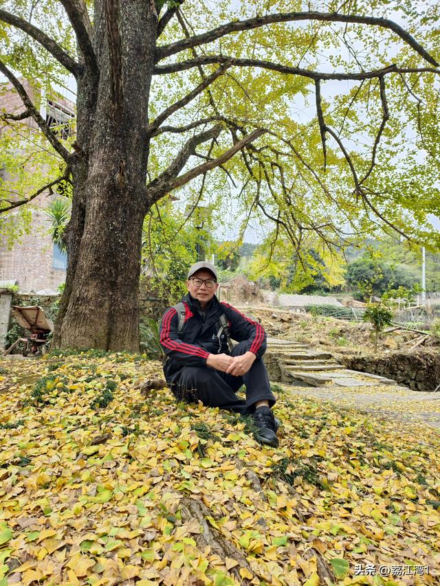 金叶映古村，醉美长岗岭