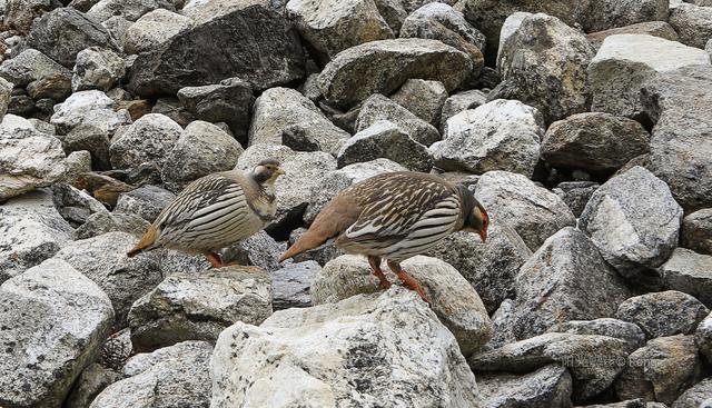 EBC，户外人的终极梦想（D10：宗那到高桥）