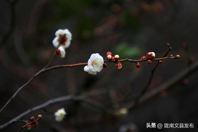 冬日“梅”景，真美！