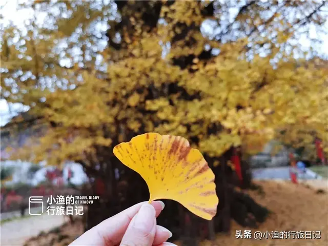 陕西古树，真的“封神”了！第二弹：秋天必看系列，最意外是它？