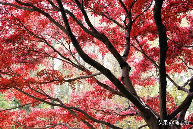 “枫”情万种，上海闵行红园枫叶色彩斑斓进入观赏季