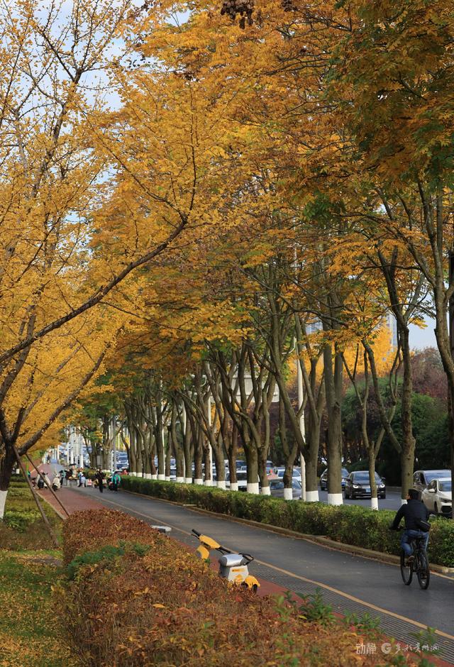 最是银杏橙黄时，打卡贵阳观山湖的冬日暖景