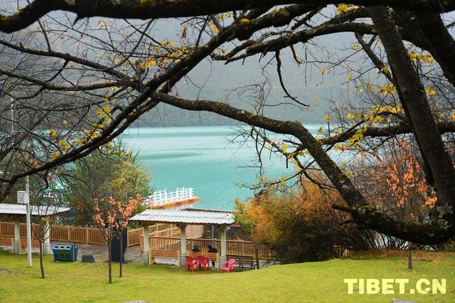 西藏林芝：秋色斑斓 雨落巴松错
