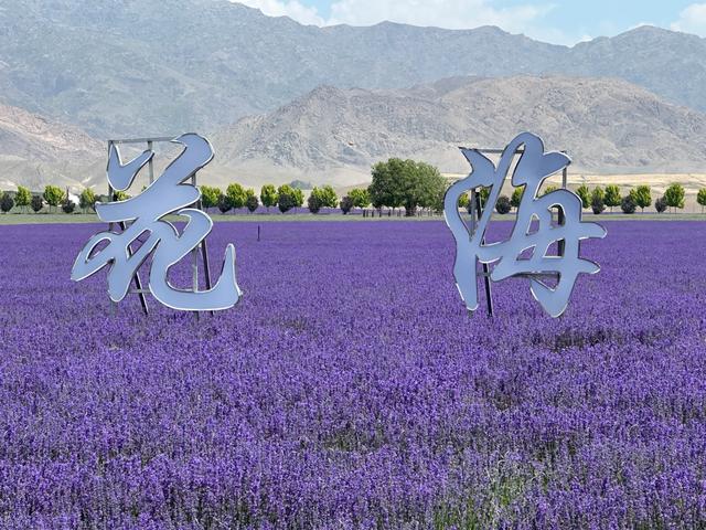 印象新疆——薰衣草园和天山花海