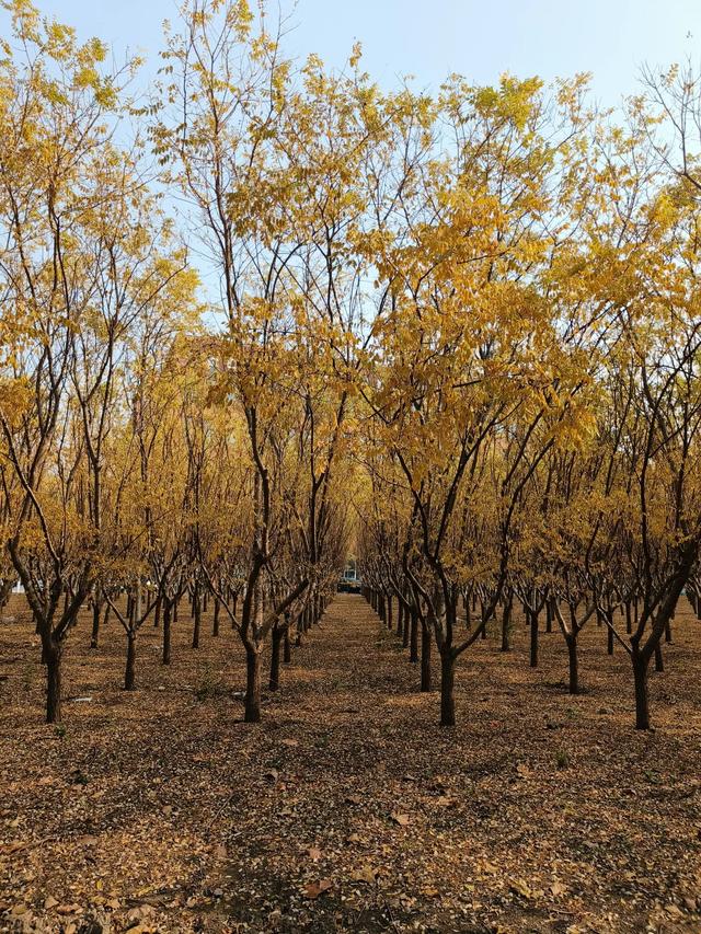 天津《天津大学北洋园校区》