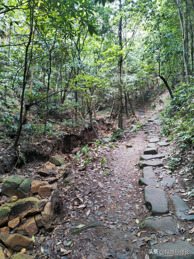重庆主城藏了条“摆烂”步道：公交直达，轻松原始，就是有点费嘴