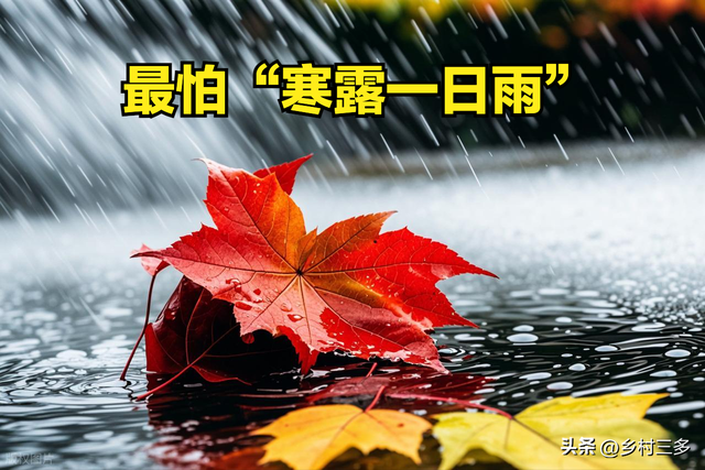 今日寒露	，老人说最怕“寒露一日雨”，寒露下雨有啥预兆？
