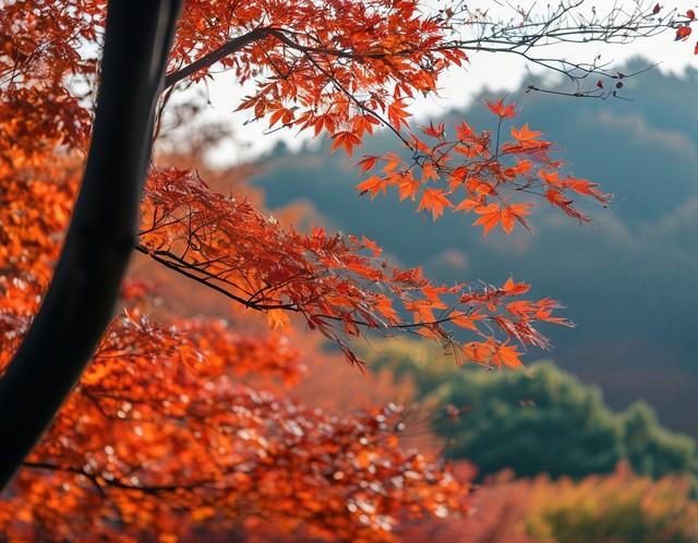 金陵秋色天花板！栖霞山红叶攻略：历史人文与漫山流丹的视觉盛宴
