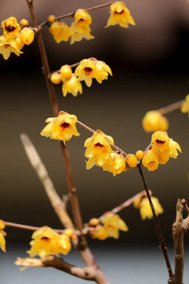 津门寻香，这里的花儿开好了！