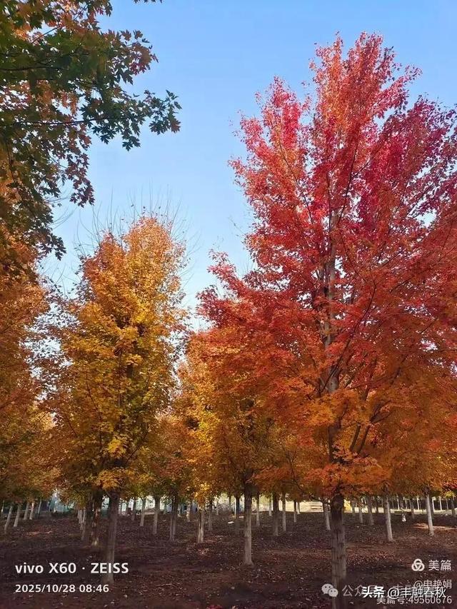 丹枫映秋，枫彩满楼｜申艳娟