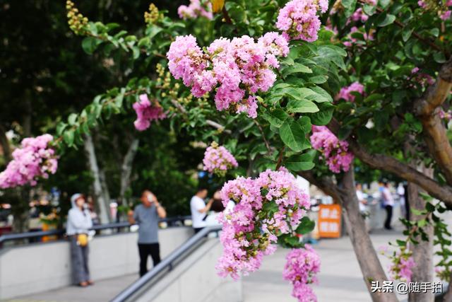 上海外滩观光平台紫薇花盛开，为都市增添一抹亮丽色彩