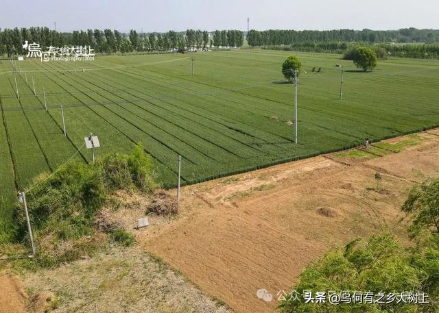 行车来到邯郸讲武城东,已经是东魏、北齐勋贵墓群的过渡带