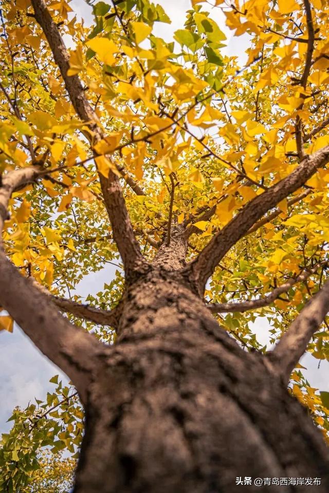 走不出这画了,我已被西海岸的秋景迷倒 🥹