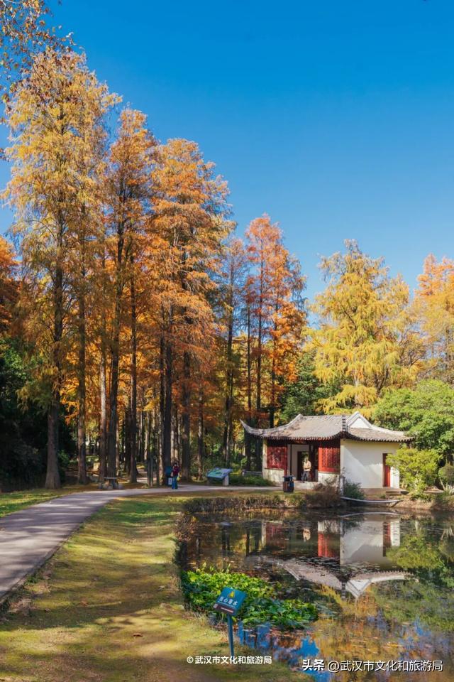 晴晴晴晴晴晴晴晴，东湖彩叶美出新高度！