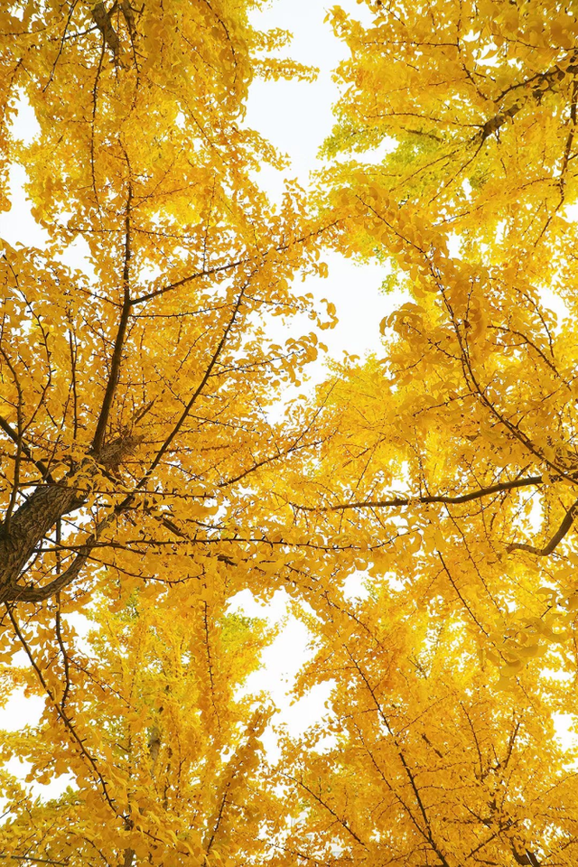 临沂秋日免费打卡全攻略 | 这10个宝藏地遛娃拍照绝了！